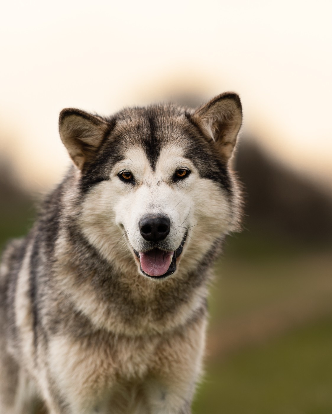 Utha  Du Domaine De La Maisonnette