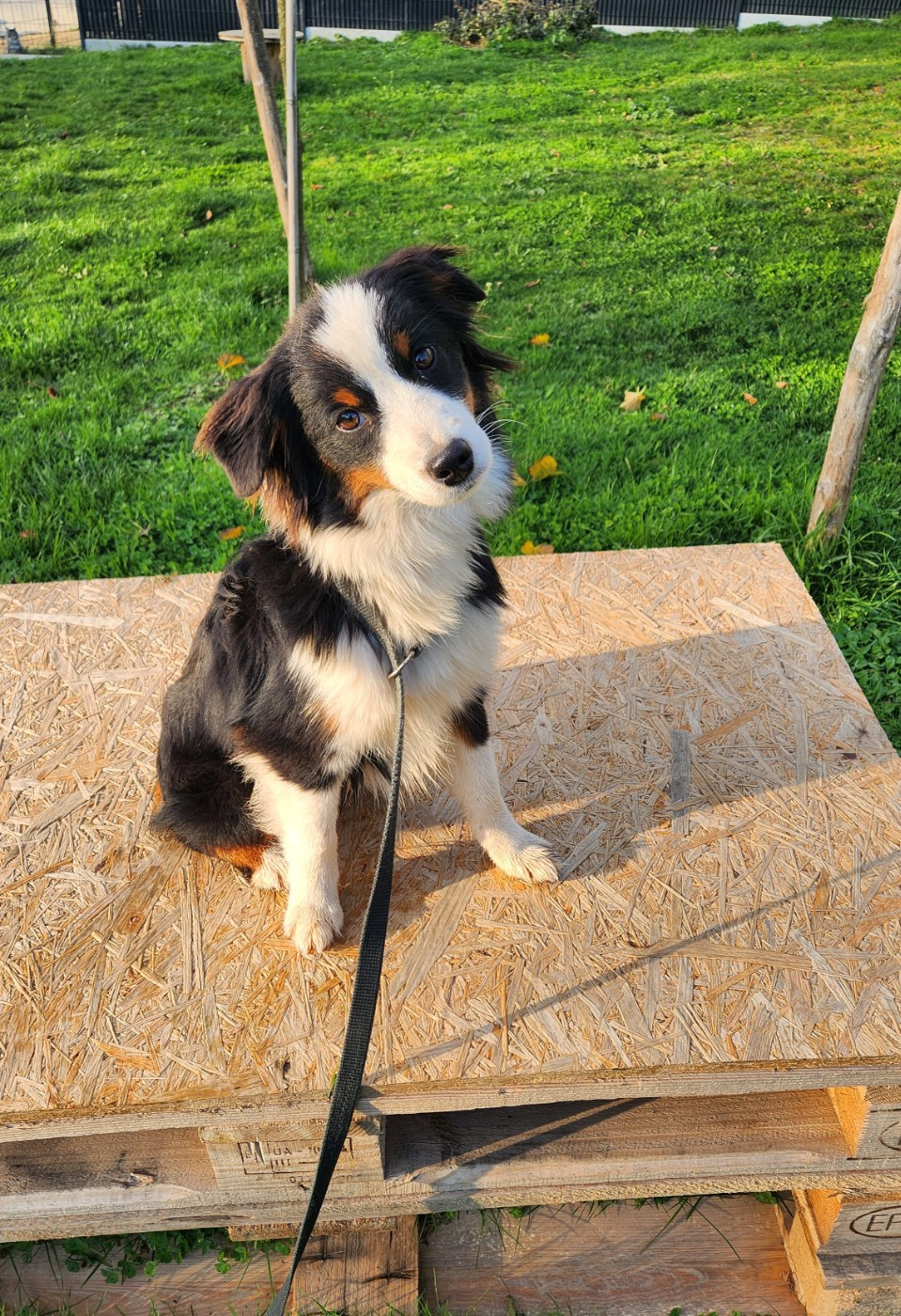 Apolline Du Royaume Des Quatre Pattes