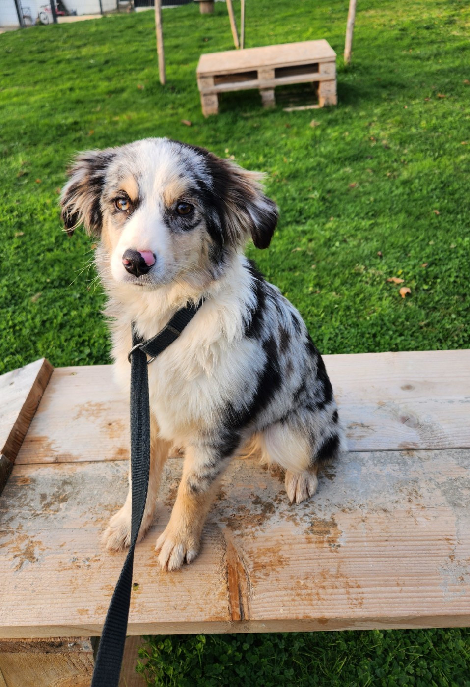 Angela Du Royaume Des Quatre Pattes