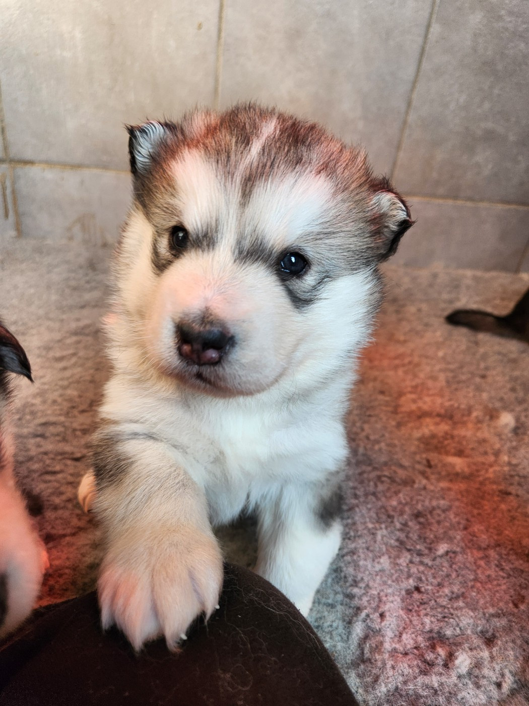 Du Domaine De La Maisonnette - Alaskan Malamute - Portée née le 01/12/2025