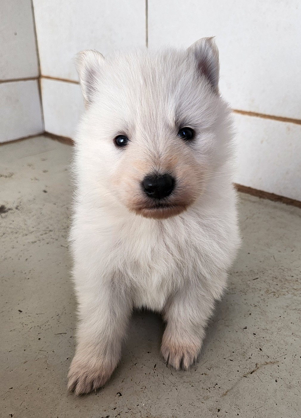 Du Domaine De La Maisonnette - Chiots disponibles - Berger Blanc Suisse