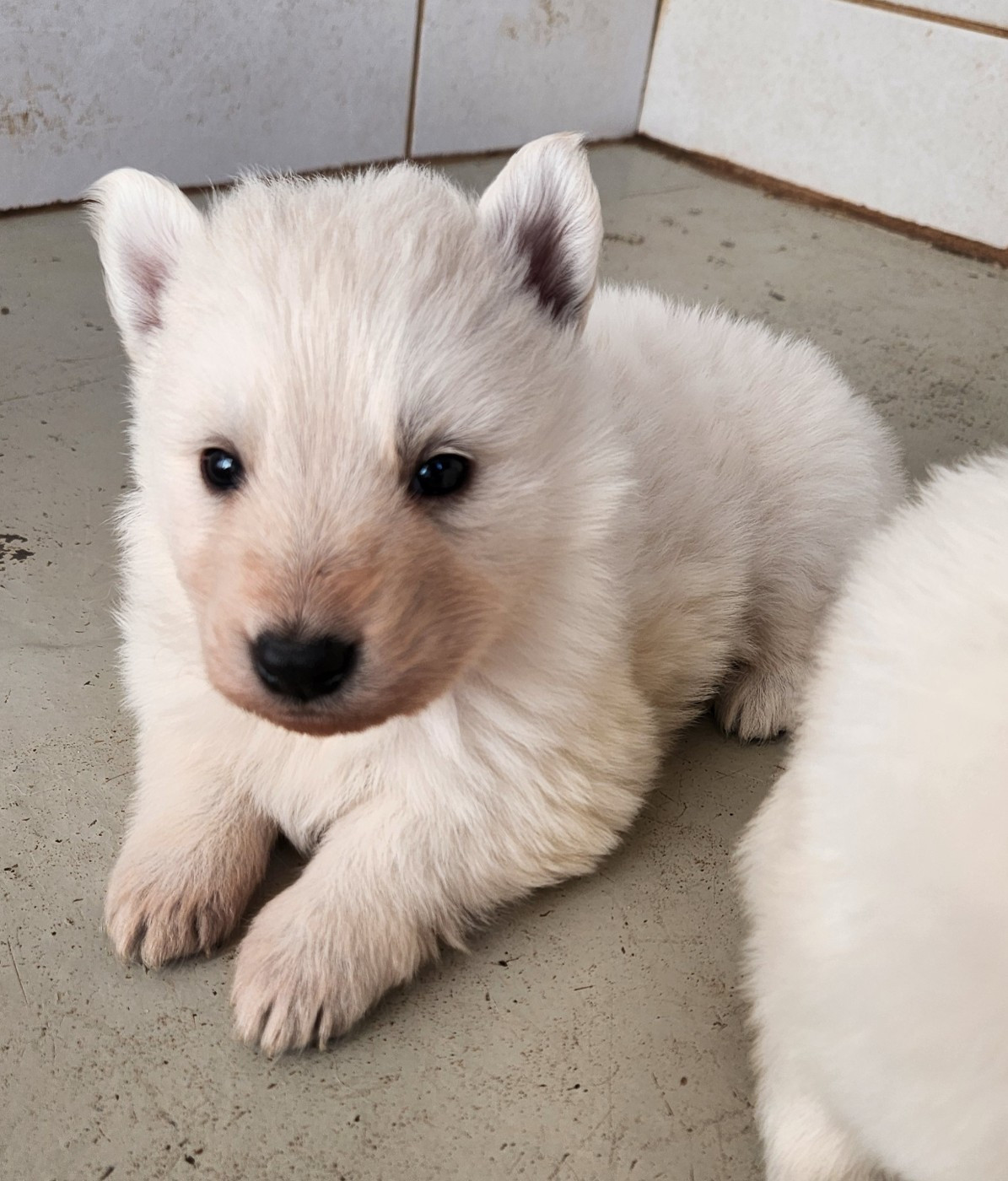 Du Domaine De La Maisonnette - Chiots disponibles - Berger Blanc Suisse