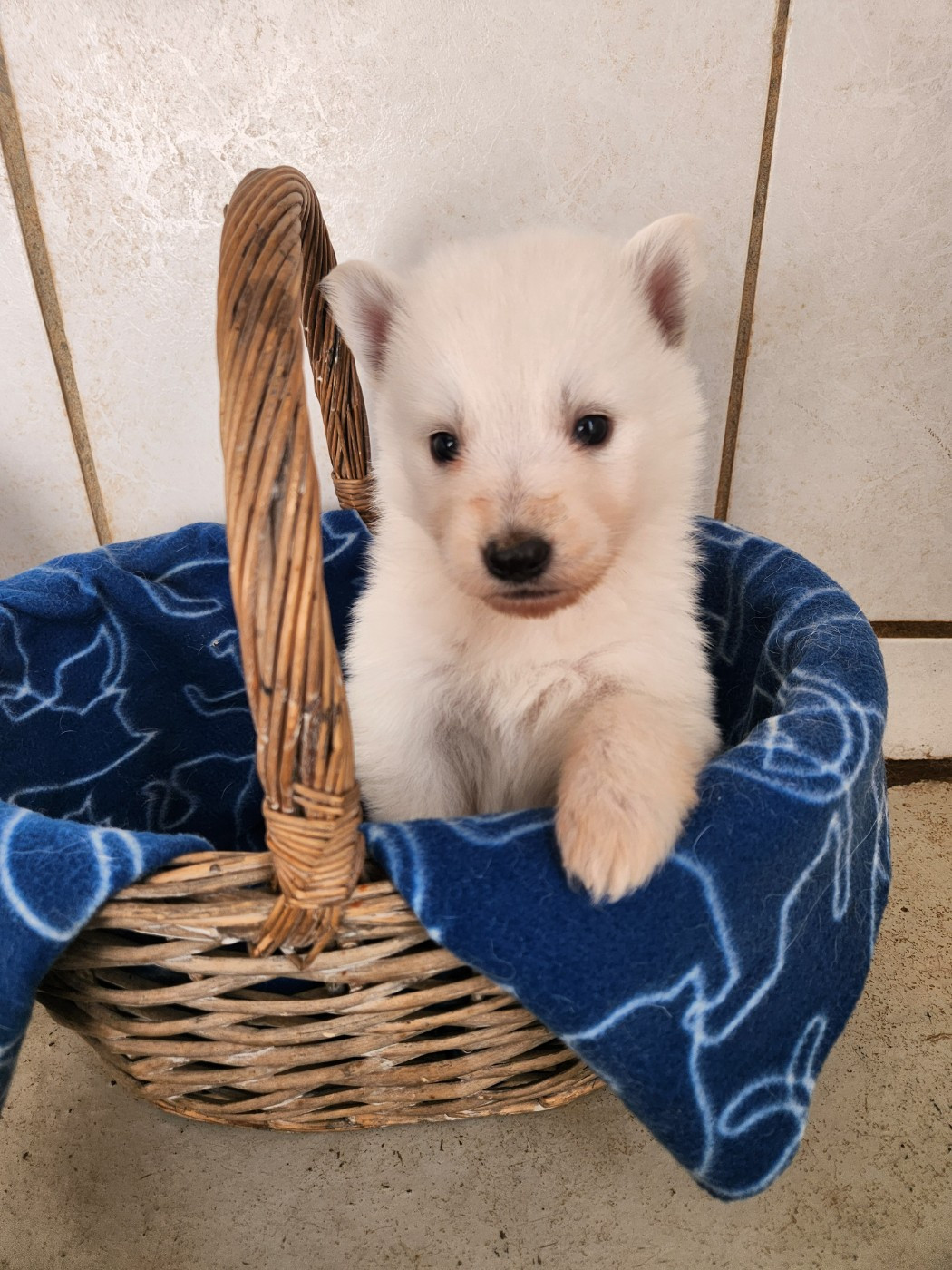 Du Domaine De La Maisonnette - Chiots disponibles - Berger Blanc Suisse