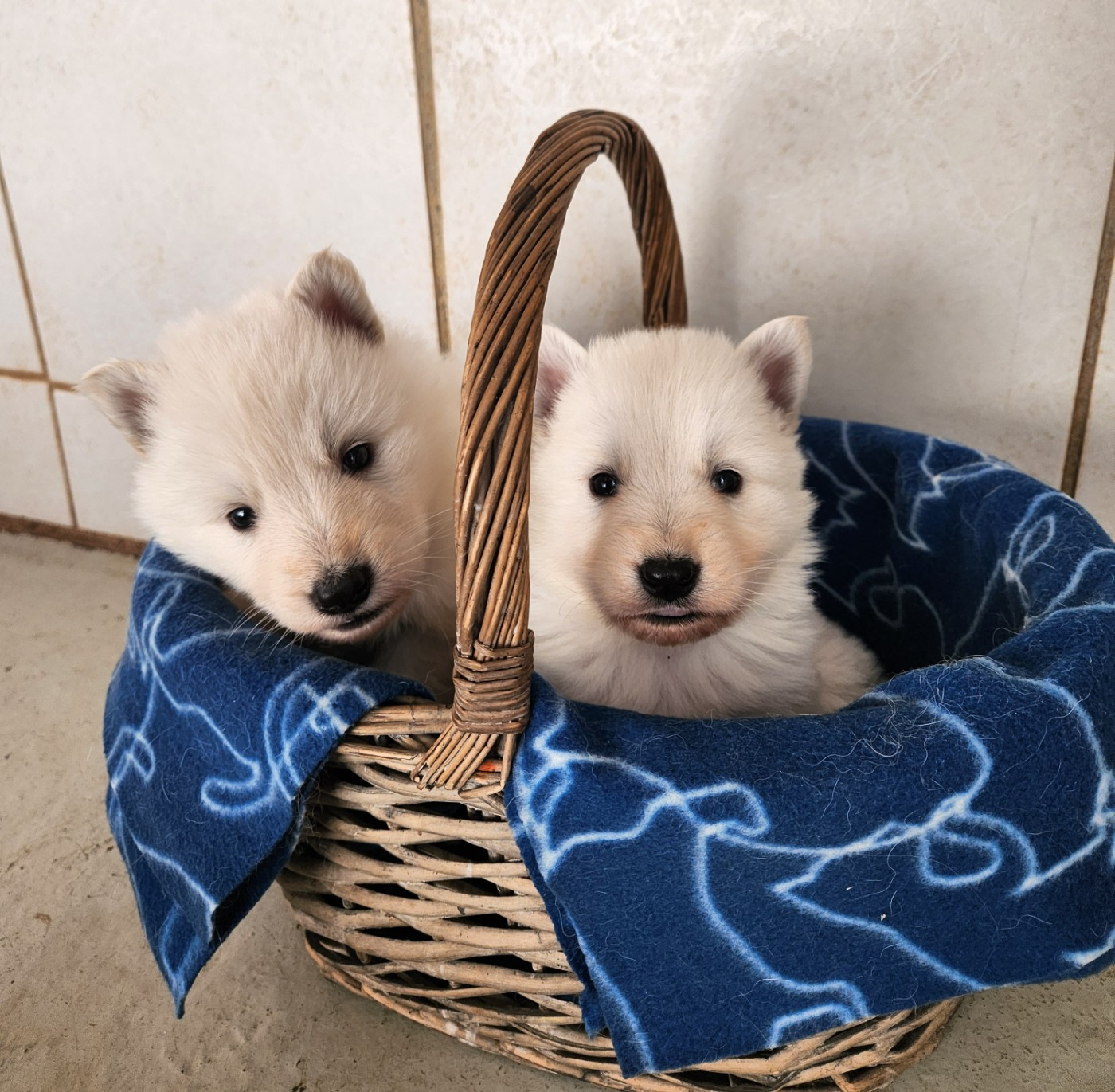 Chiot Berger Blanc Suisse Du Domaine De La Maisonnette