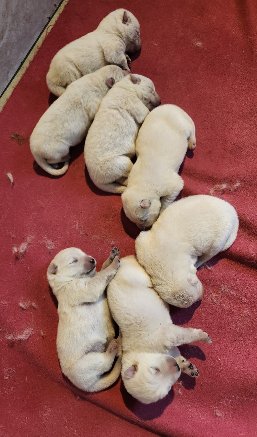 Chiot Berger Blanc Suisse Du Domaine De La Maisonnette
