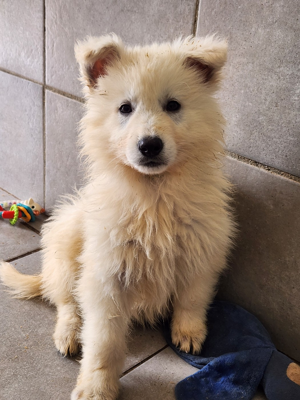 Du Domaine De La Maisonnette - Chiots disponibles - Berger Blanc Suisse