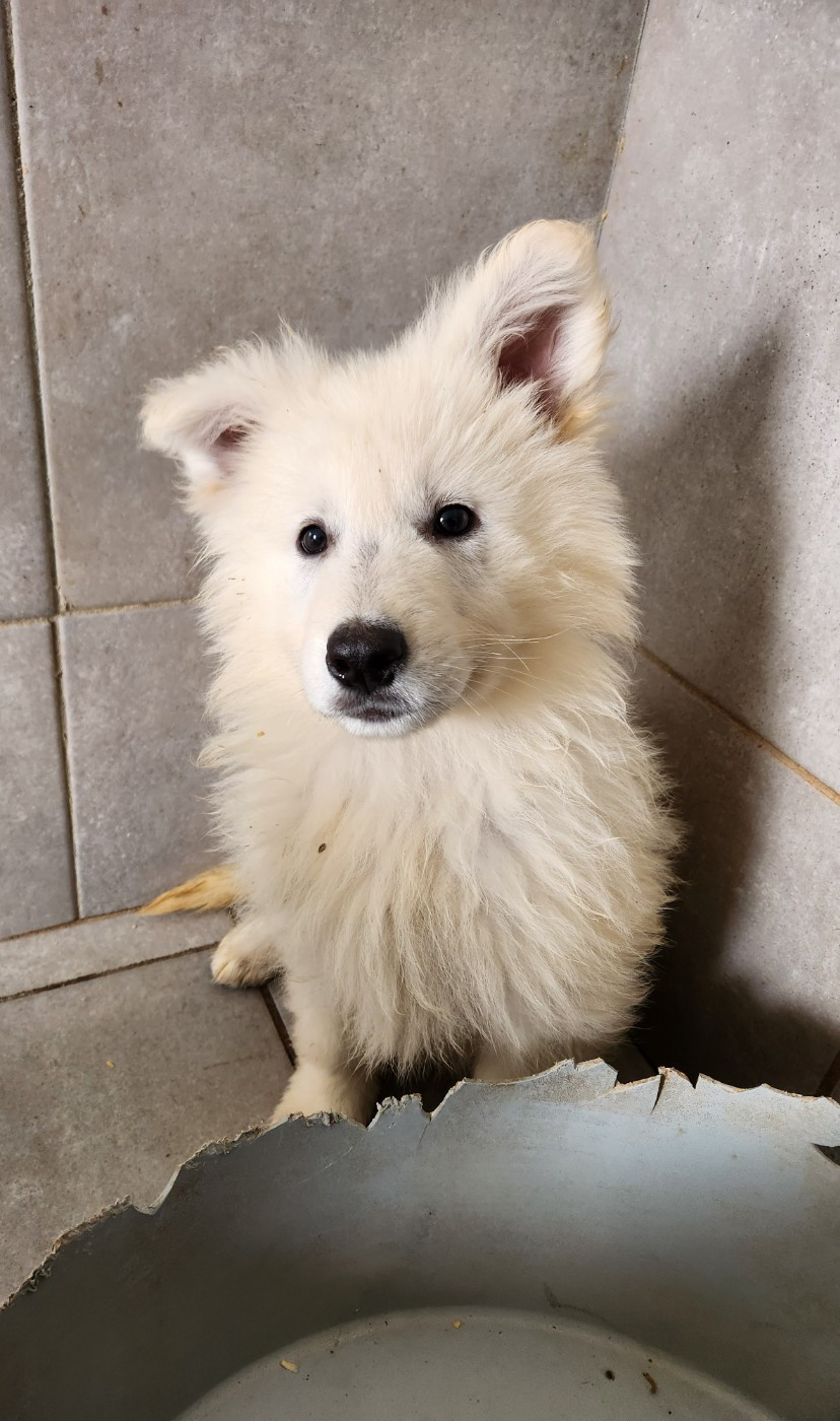 Du Domaine De La Maisonnette - Chiots disponibles - Berger Blanc Suisse