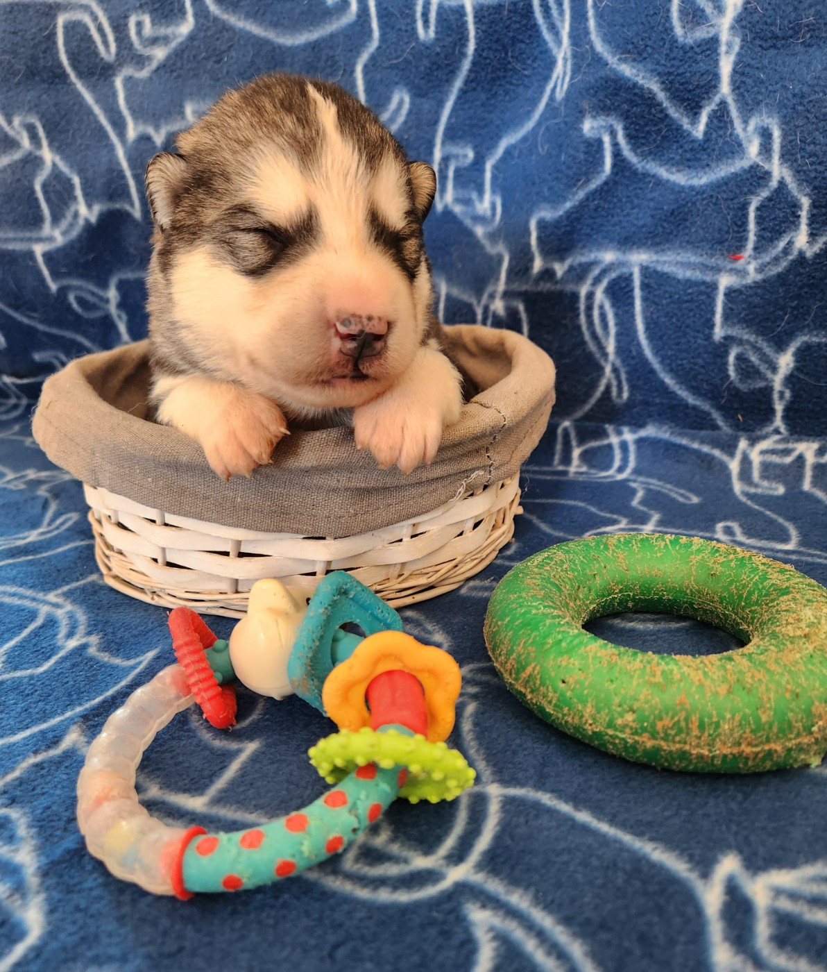 Du Domaine De La Maisonnette - Chiots disponibles - Alaskan Malamute