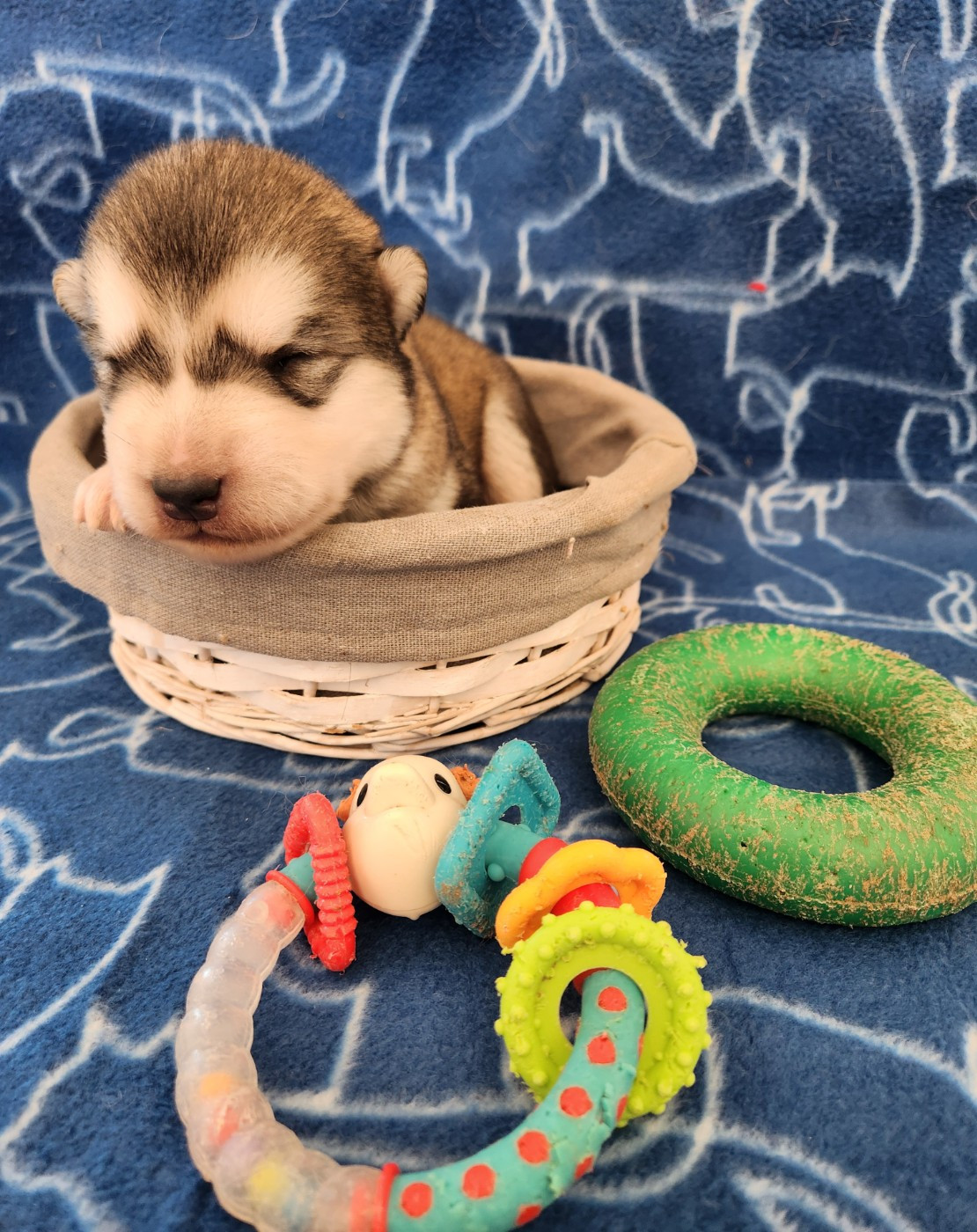 Du Domaine De La Maisonnette - Chiots disponibles - Alaskan Malamute