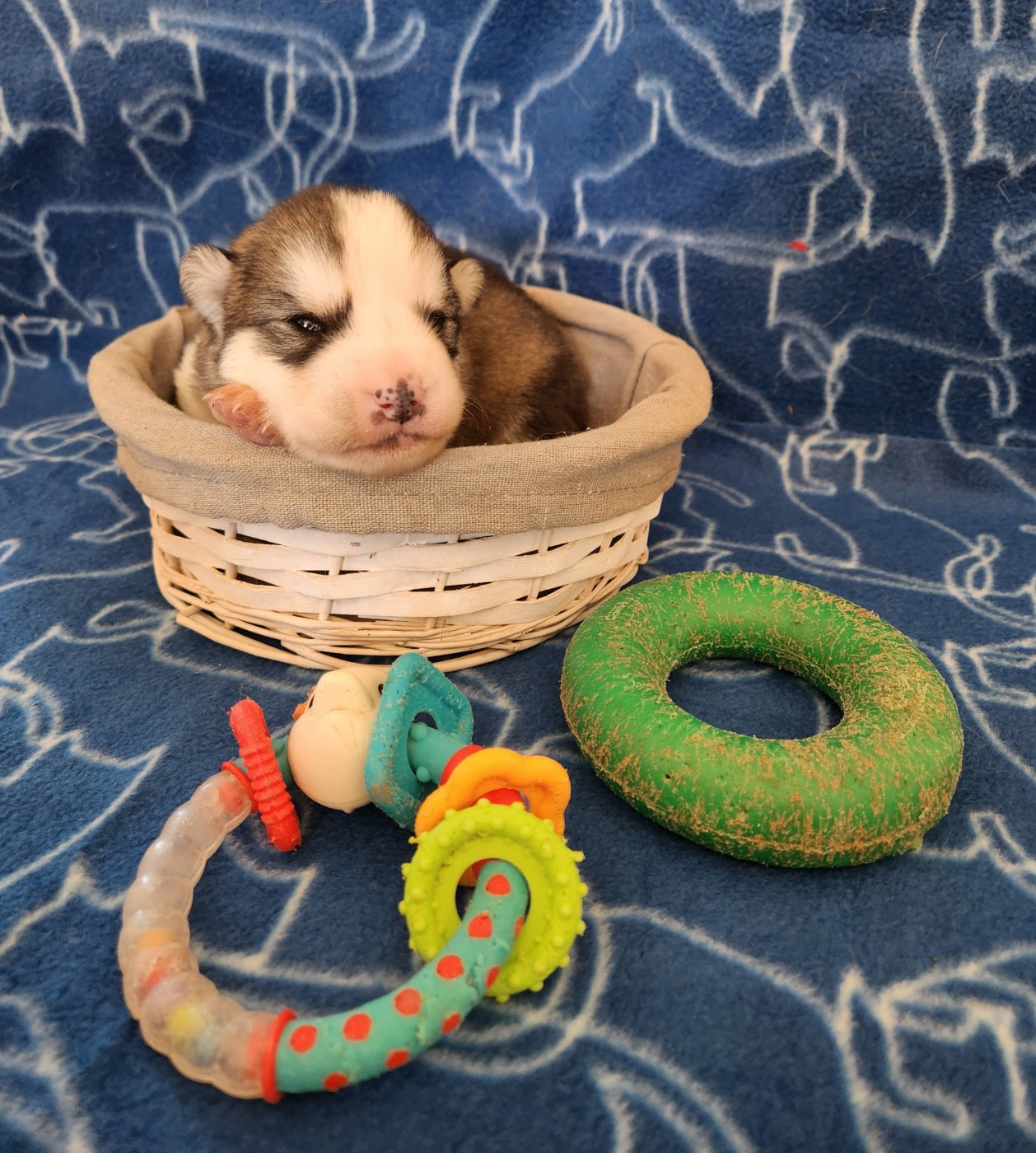 Du Domaine De La Maisonnette - Chiots disponibles - Alaskan Malamute