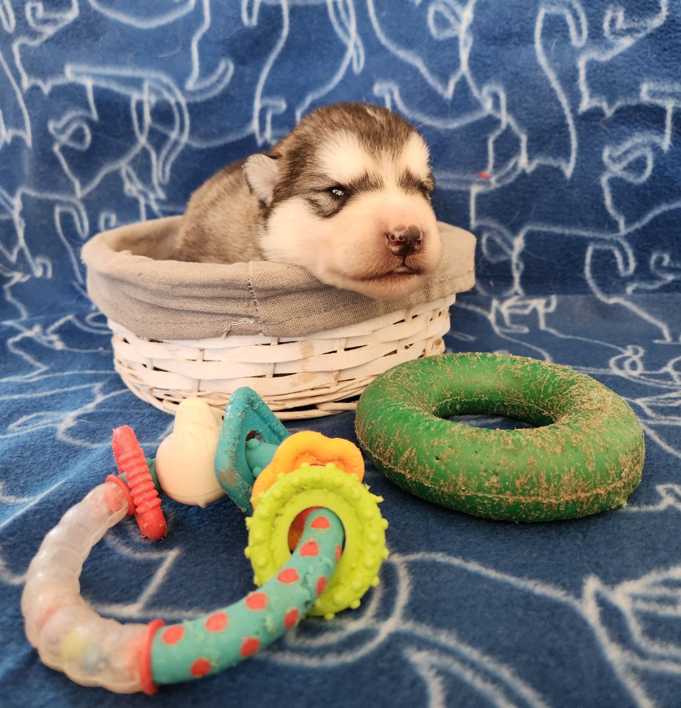 Du Domaine De La Maisonnette - Chiots disponibles - Alaskan Malamute