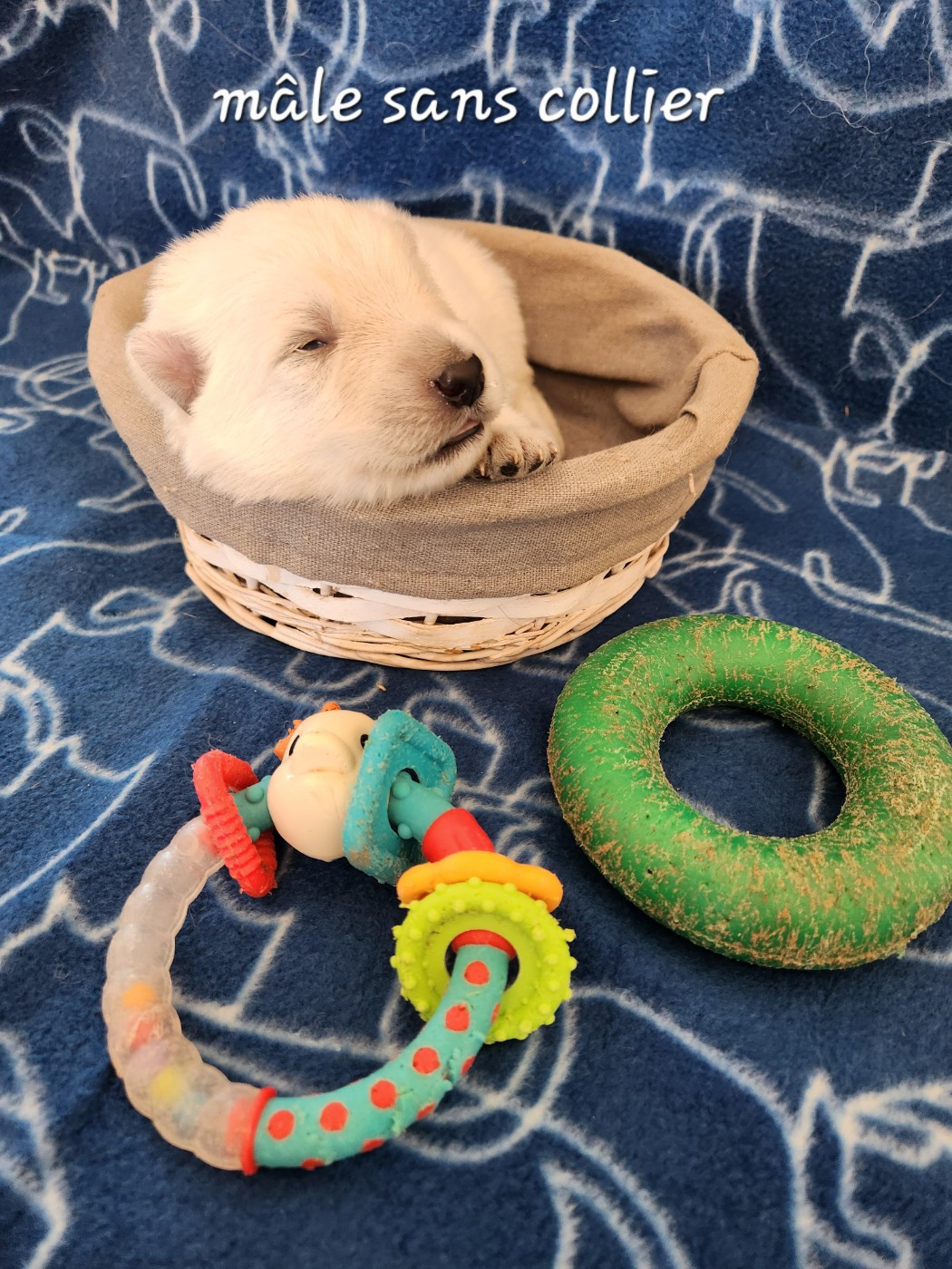 Du Domaine De La Maisonnette - Chiots disponibles - Berger Blanc Suisse