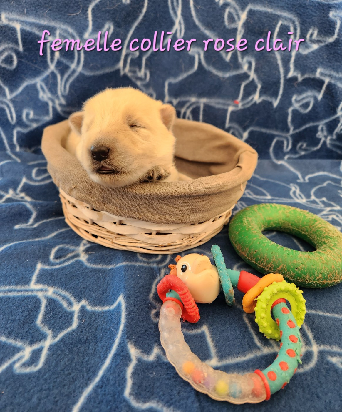 Du Domaine De La Maisonnette - Chiots disponibles - Berger Blanc Suisse