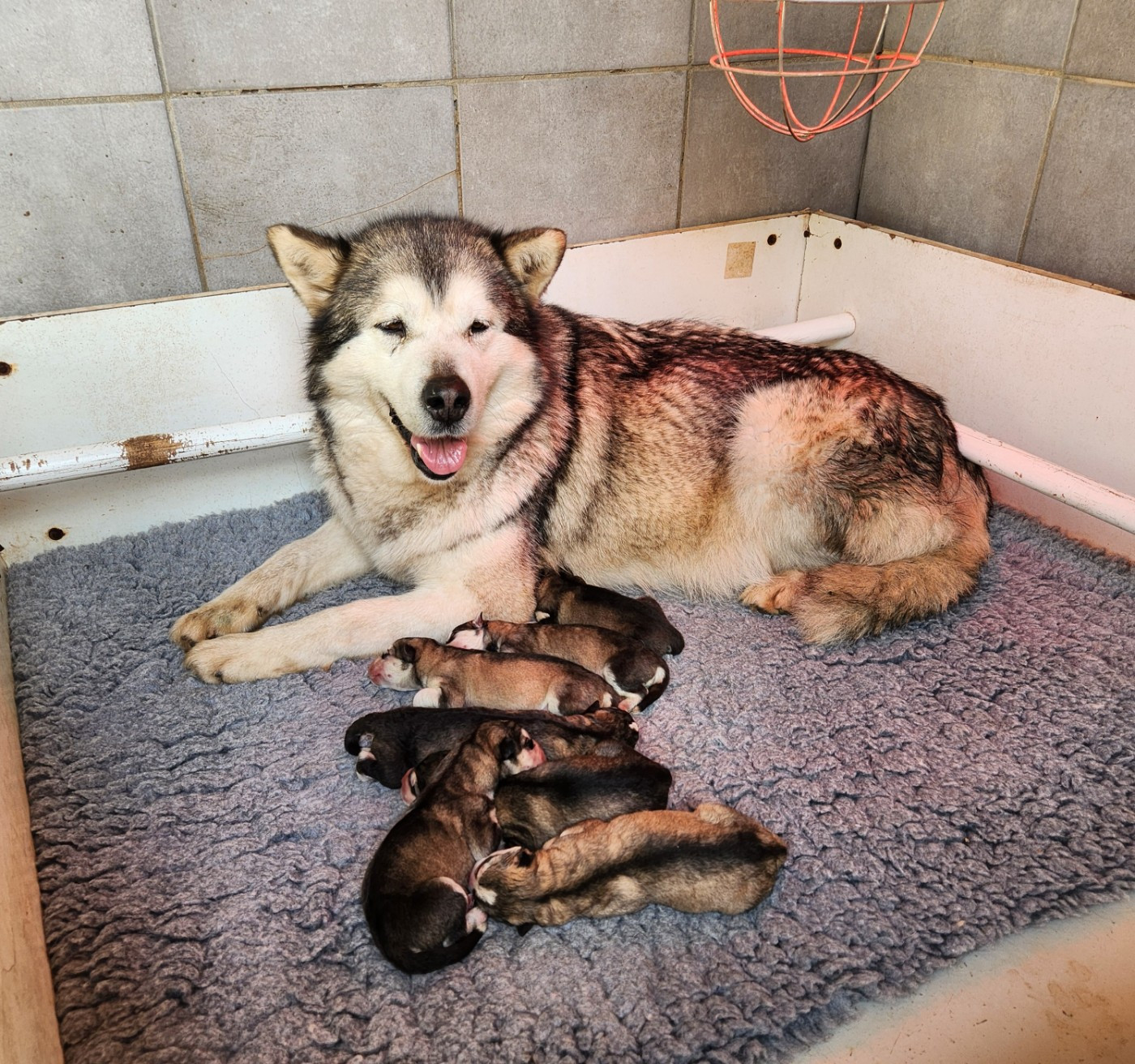 Chiot Alaskan Malamute Du Domaine De La Maisonnette