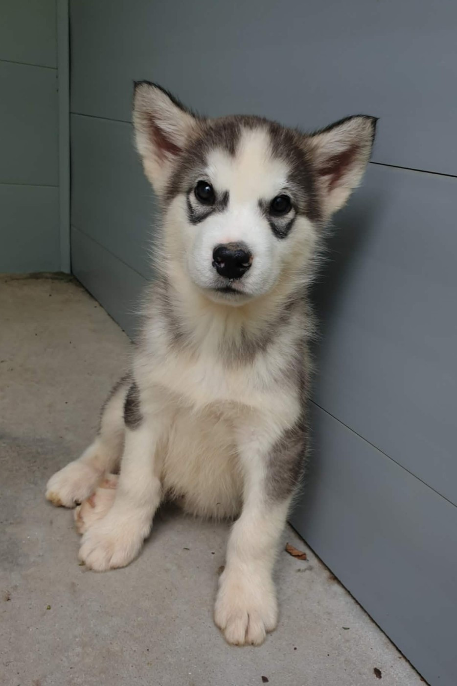 Du Domaine De La Maisonnette - Chiots disponibles - Alaskan Malamute