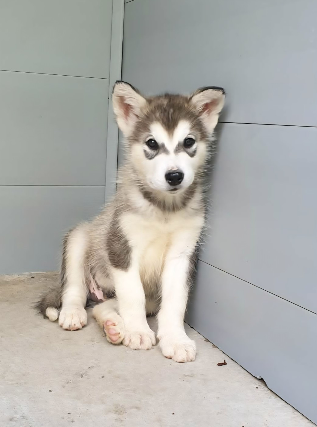Du Domaine De La Maisonnette - Chiots disponibles - Alaskan Malamute