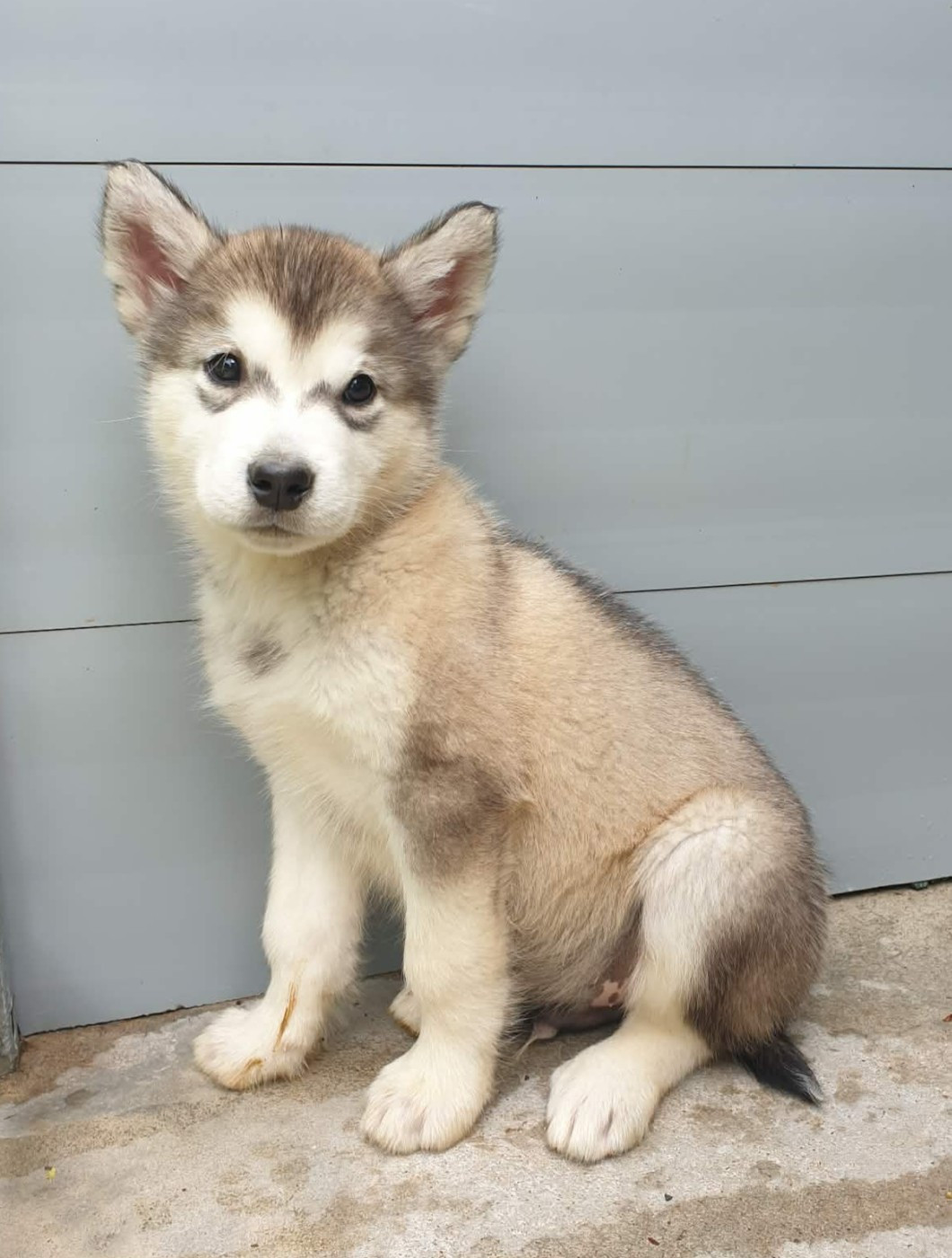 Du Domaine De La Maisonnette - Chiots disponibles - Alaskan Malamute