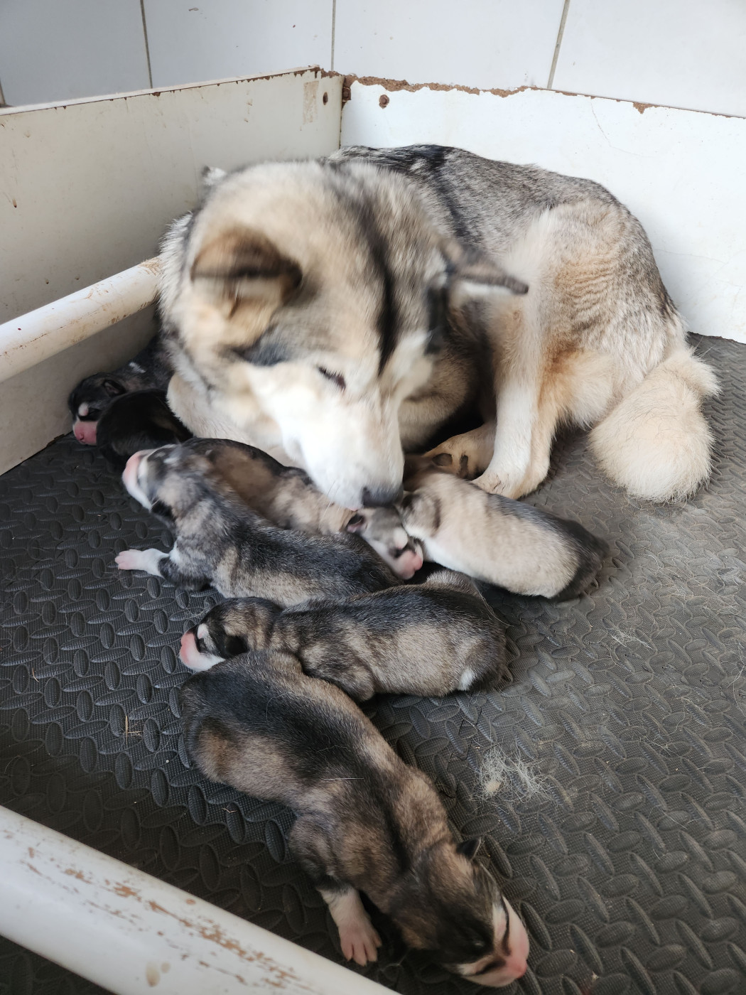 Chiot Alaskan Malamute Du Domaine De La Maisonnette