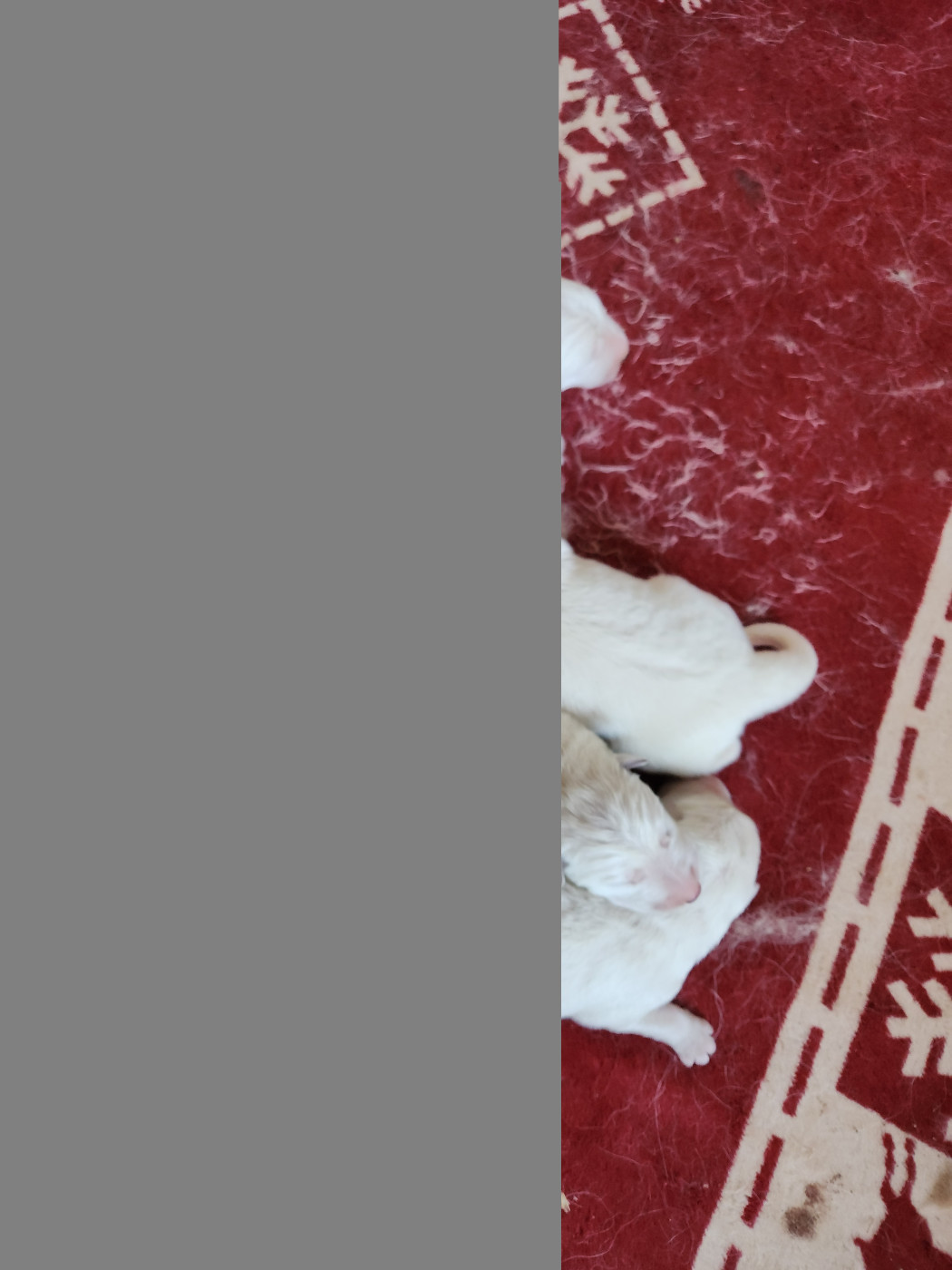 Chiot Berger Blanc Suisse Du Domaine De La Maisonnette