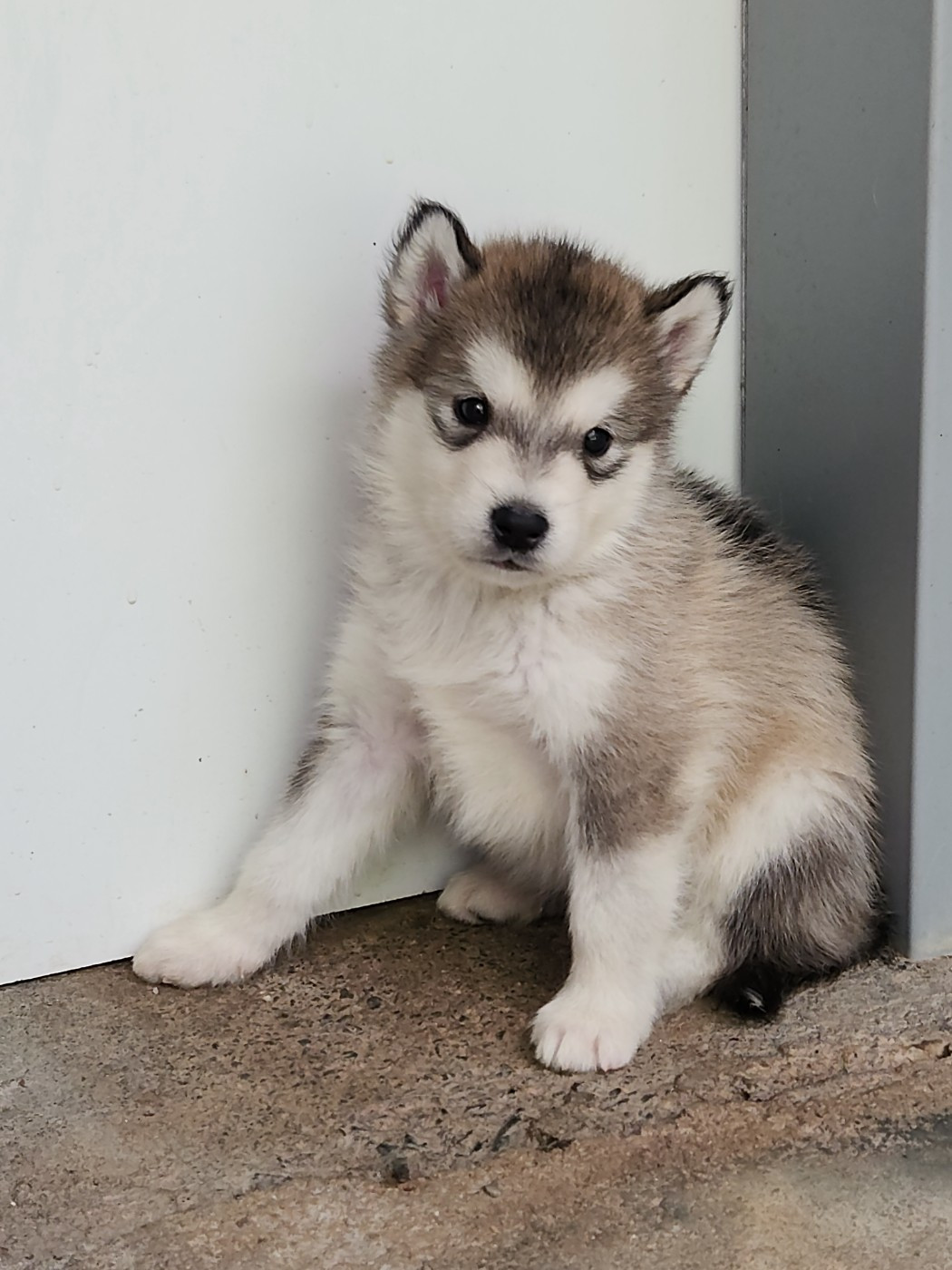 Du Domaine De La Maisonnette - Chiots disponibles - Alaskan Malamute