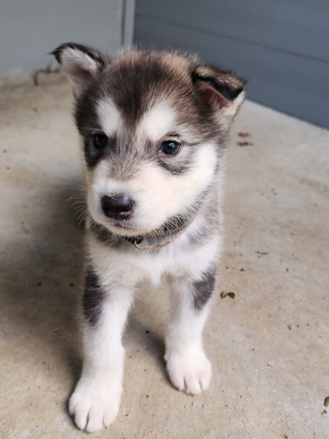 Du Domaine De La Maisonnette - Chiots disponibles - Alaskan Malamute