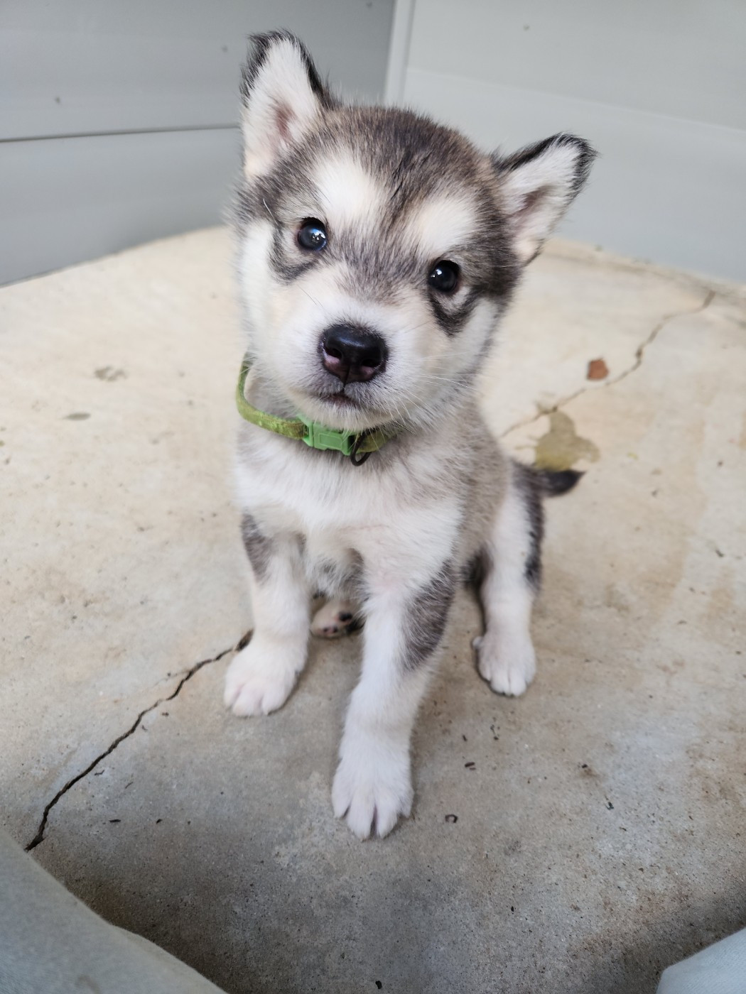 Du Domaine De La Maisonnette - Chiots disponibles - Alaskan Malamute