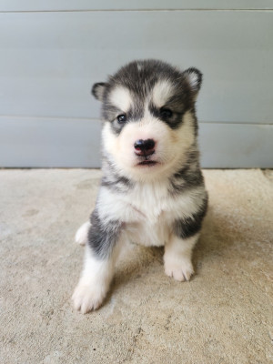 Chiot N°1
