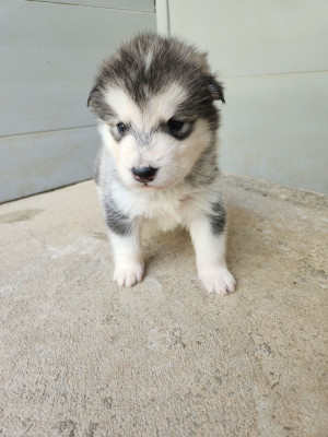 Chiot N°2