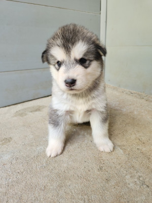 Chiot N°3
