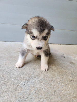 Chiot N°4