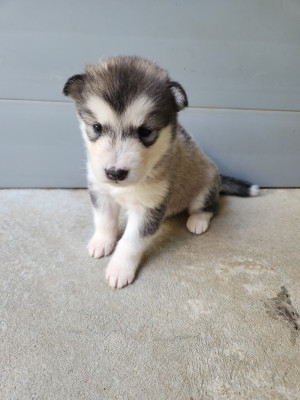 Chiot N°6