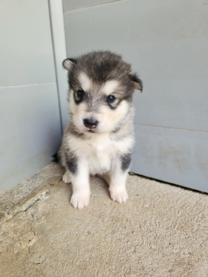 Chiot N°7