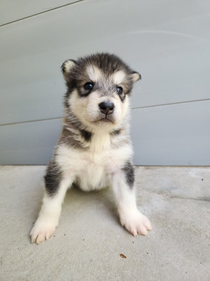 Chiot N°5